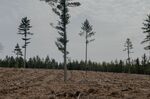 U.S. Public Forests Are Cashing In on Dubious Carbon Offsets