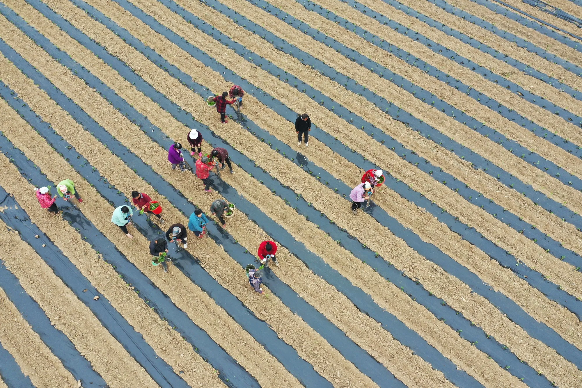 Farmers planting seeds at a field in Bozhou, Anhui province, China.
