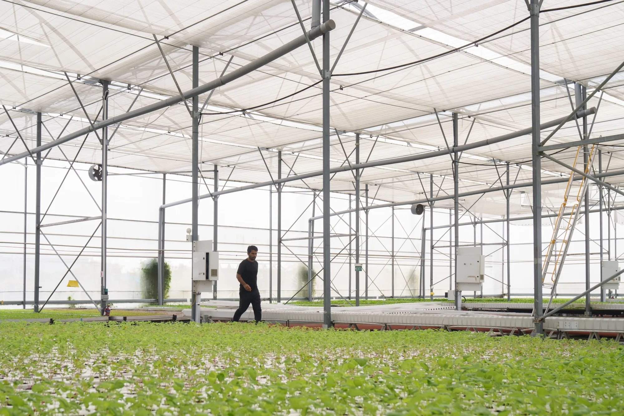 A worker walks between hydroponics growing panels at the Livfresh farm in Singapore.