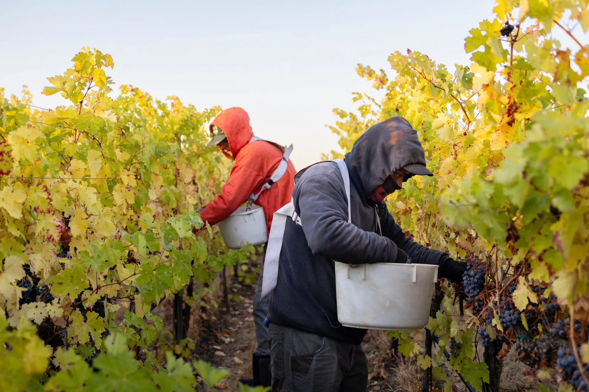 Workers pick&nbsp;grapes during a harvest&nbsp;near Kennewick, Washington.