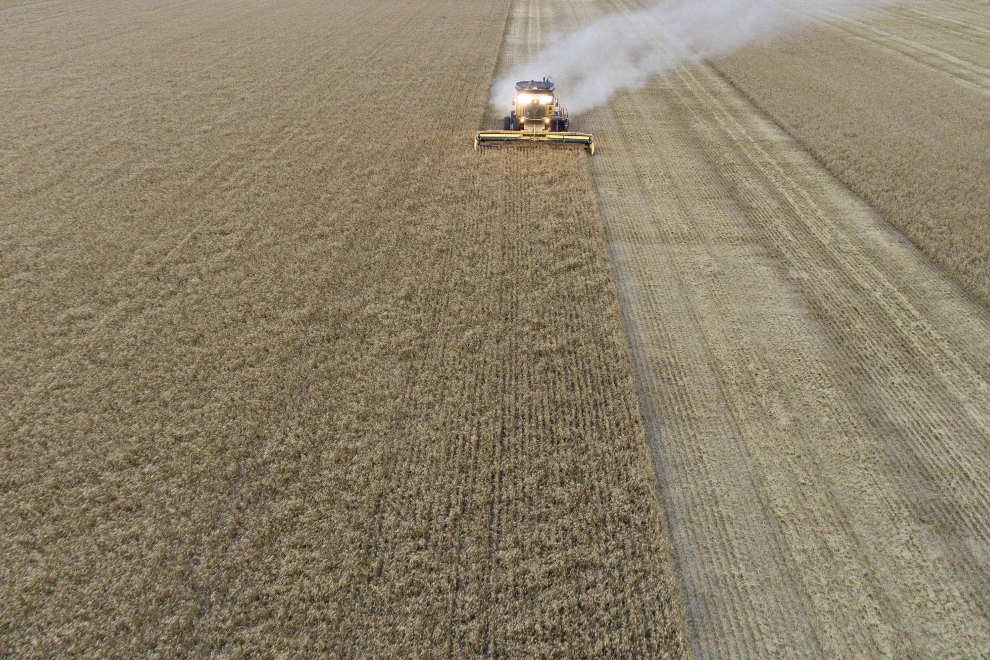 Hard red winter wheat is harvested in Plainville, Kansas.