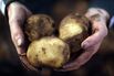 A Potato Farmer Harvests His Autumn Crop