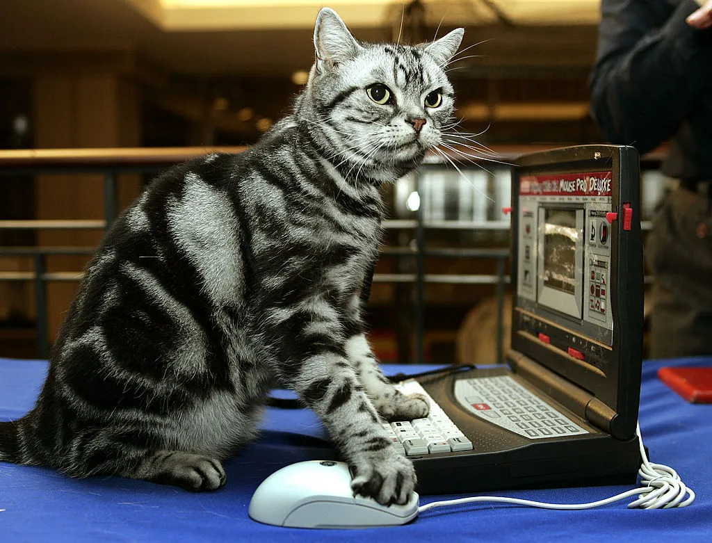 On the internet no one knows.
