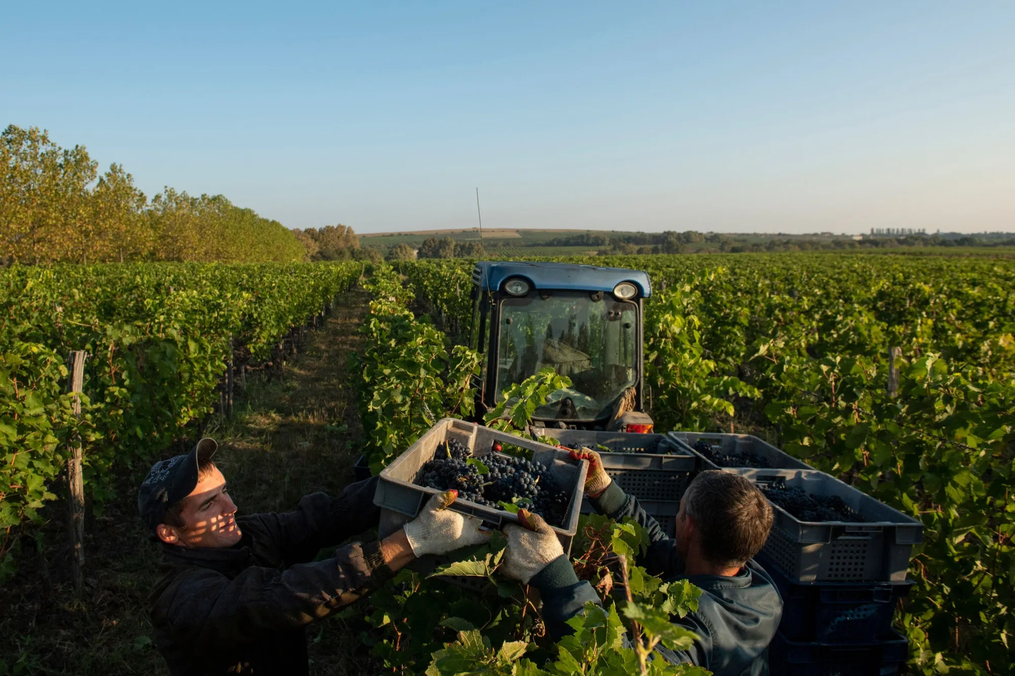 Workers collect grapes in a vineyard during the harvest&nbsp;in the village of Moldavanskoye, Krasnodar region, Russia.&nbsp;