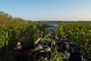 RUSSIA-AGRICULTURE-WINEYARDS-HARVESTING