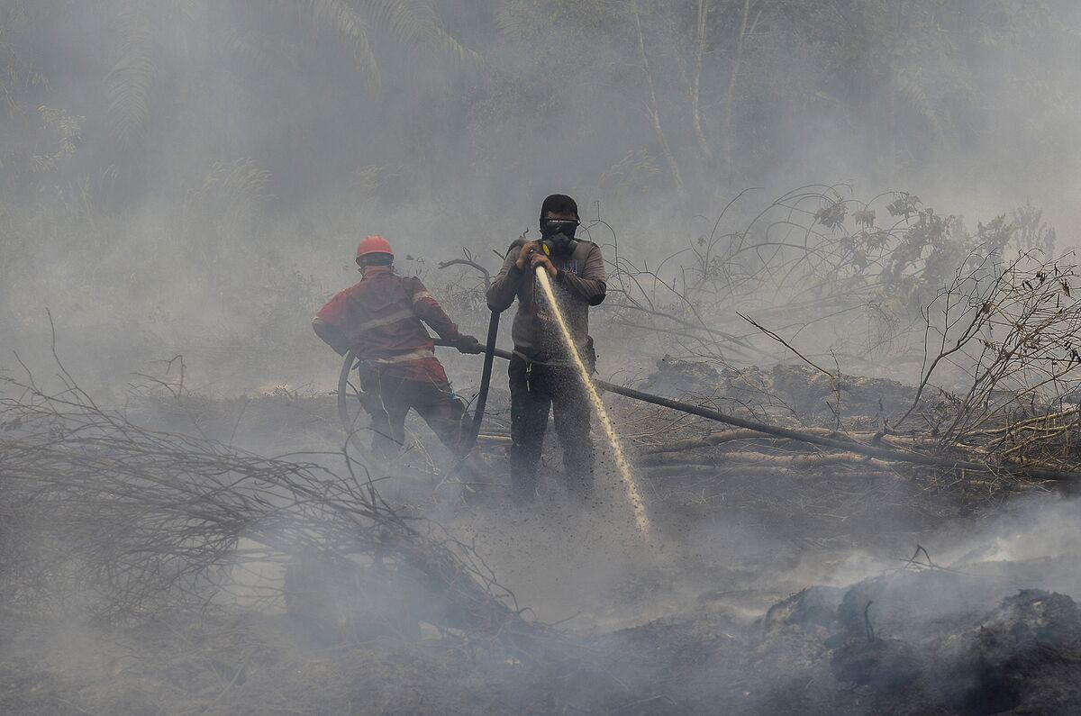 Bank Indonesia's Waluyo Warns Of Wildfires' Economic Risk - Bloomberg