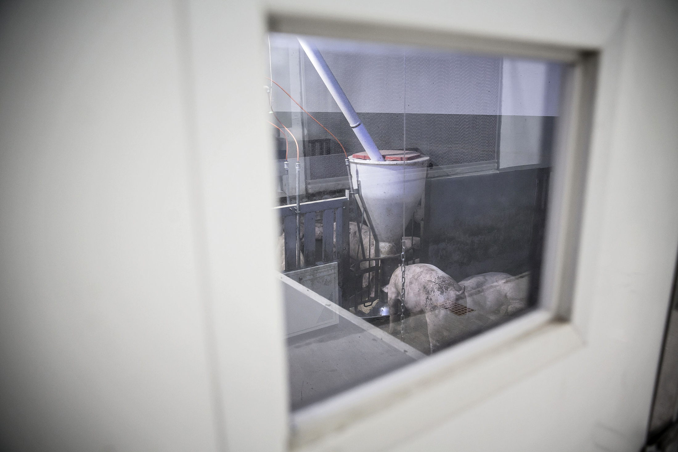 Piglets seen behind closed doors at Shen Jian-Ping's antibiotic-free pig farm.
