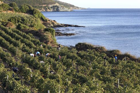 Workers harvesting grapes by hand at the Pieretti vineyard on Corsica.
