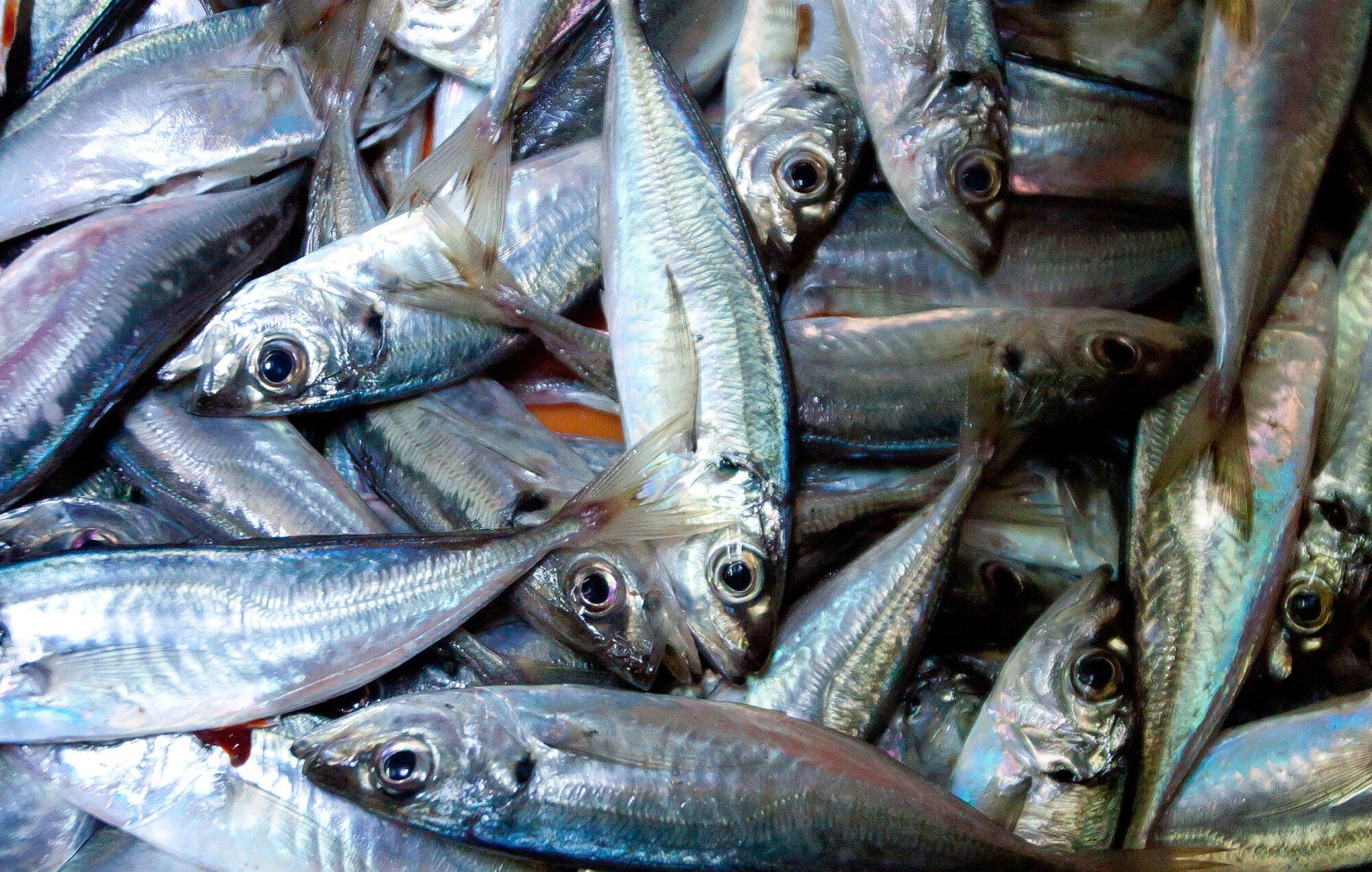 Mackerel Sellers Banned From Using Blue SustainableFishing Logo