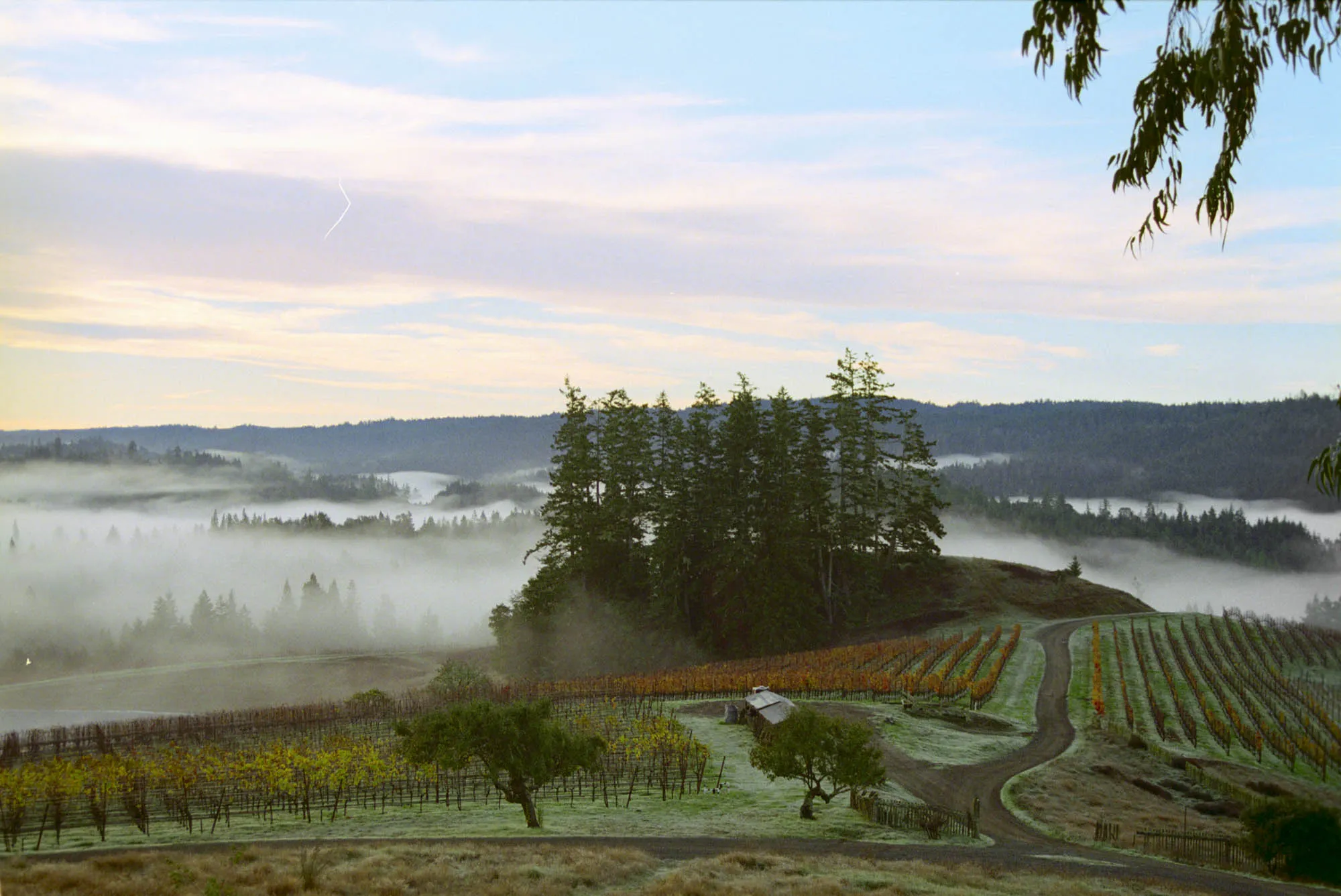 “Our wines taste very different from the rest of the region,” says Andy Peay, co-owner of Peay Vineyards in West Sonoma Coast.
