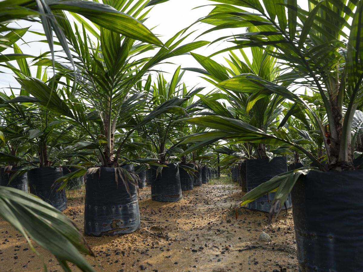 Cover Image for Palm Oil Jumps Above 4,000 Ringgit Mark to Track Soy Oil, Crude