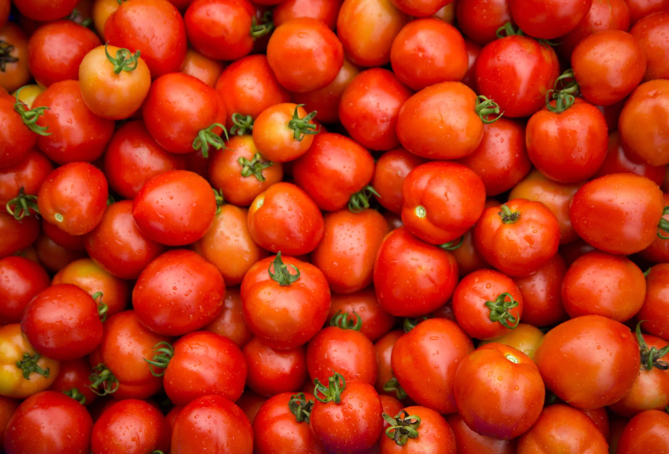 1465427876_tomato