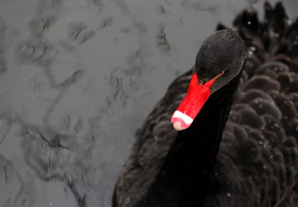 Some black swans are not what they appear to be.