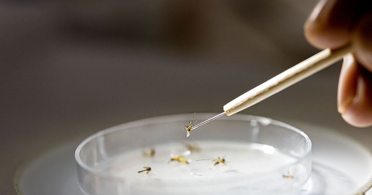Deep in the Jungle, Virus Hunters Are Working to Stop the Next Pandemic
