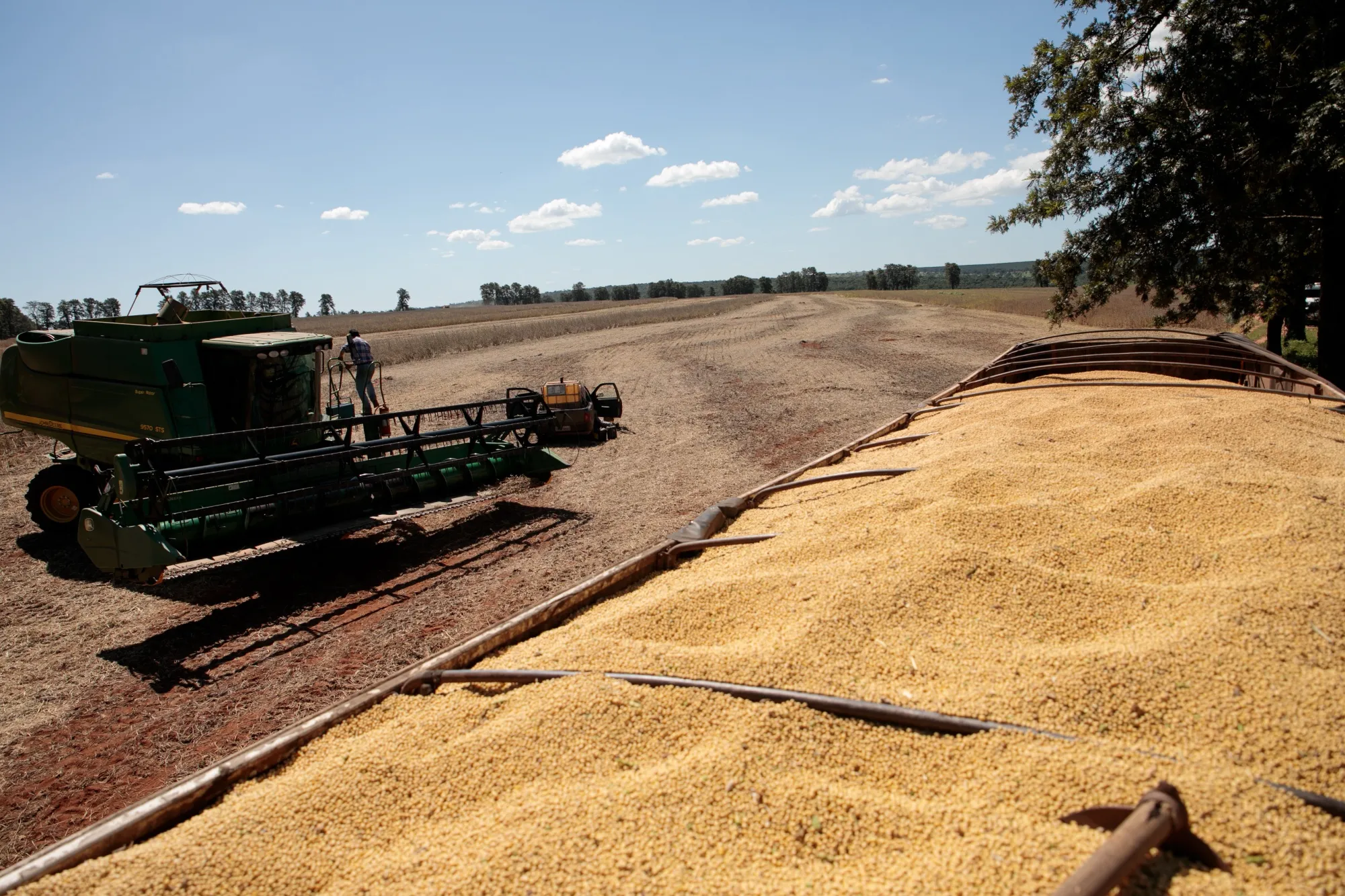 A bumper 2020 crop of Brazilian soybeans.