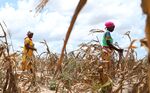 Villagers in&nbsp;withered maize crop field in Kidemu, Kenya, March 23.