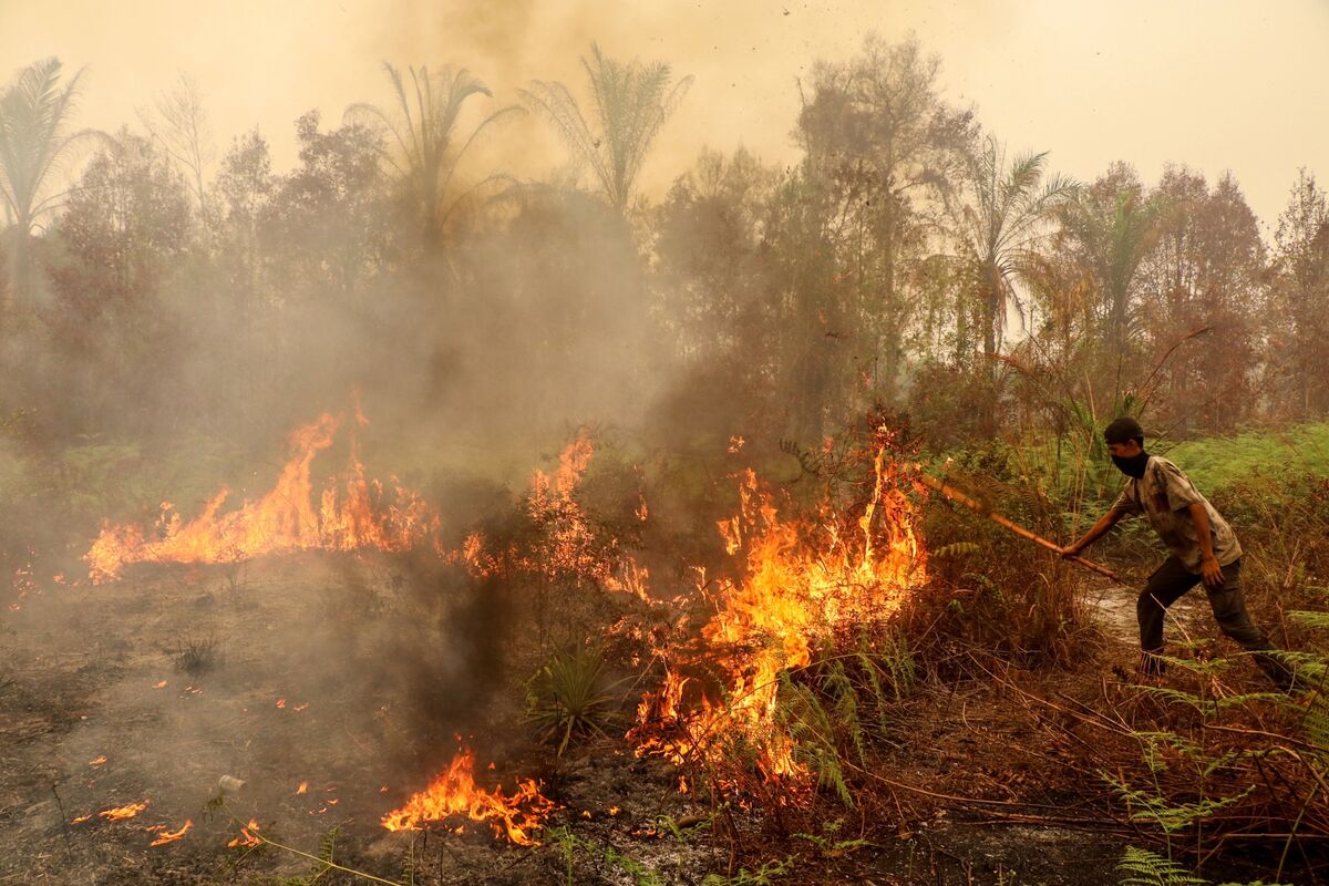 Indonesia Detains Disaster Agency Chief’s Brother in Graft Probe