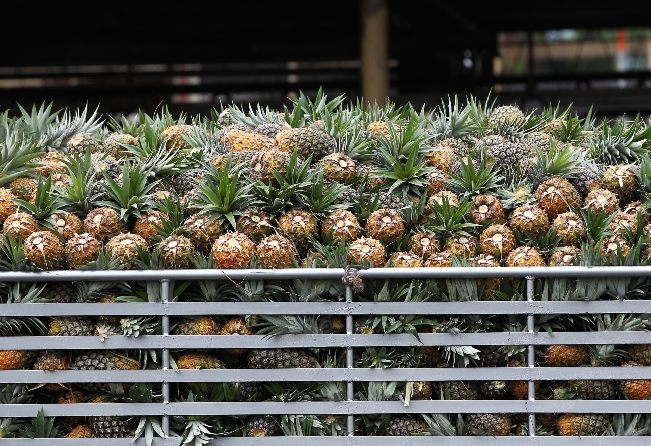 Pineapple Power Is Coming Soon to a Cannery in The Philippines Bloomberg