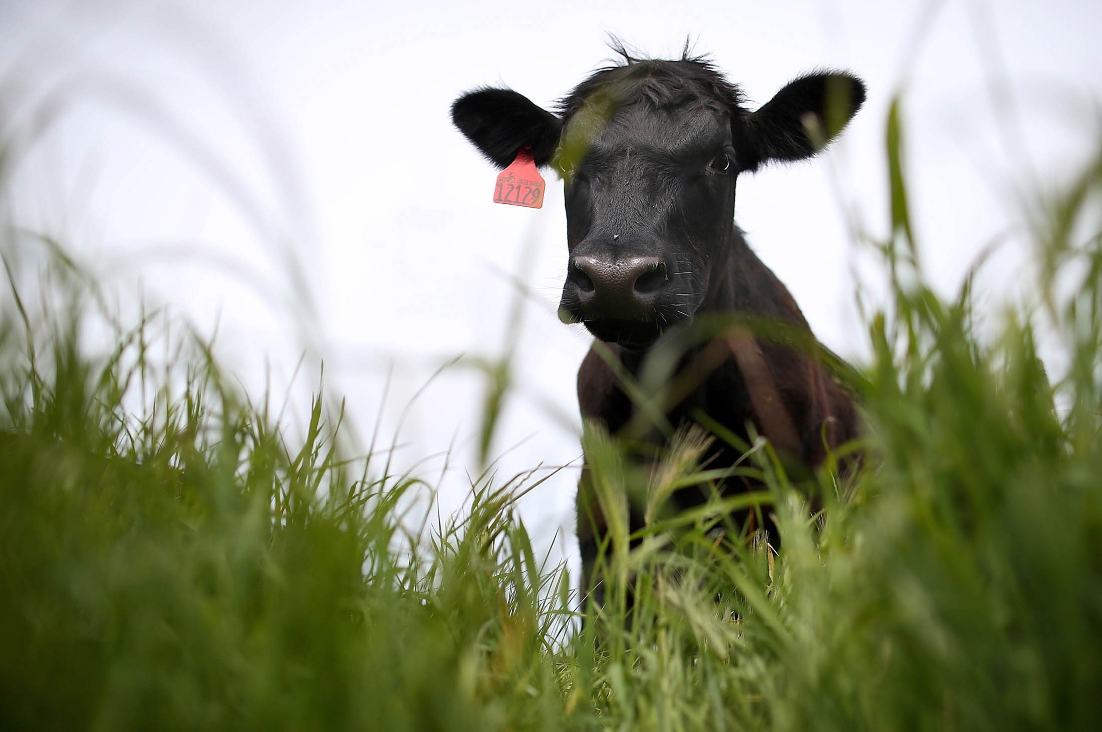 A cow grazes on grass at the Stemple Creek Ranch in Tomales, California.
