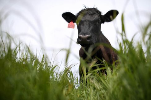 Extreme Weather Sends Beef Prices To Record Highs