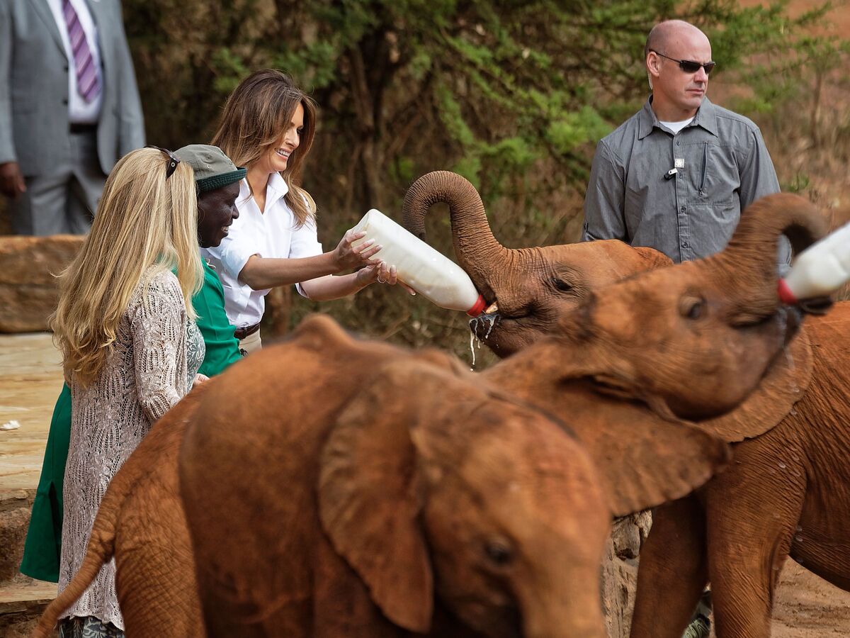 Melania Trump Feeds Baby Elephants on Africa Trip - Bloomberg