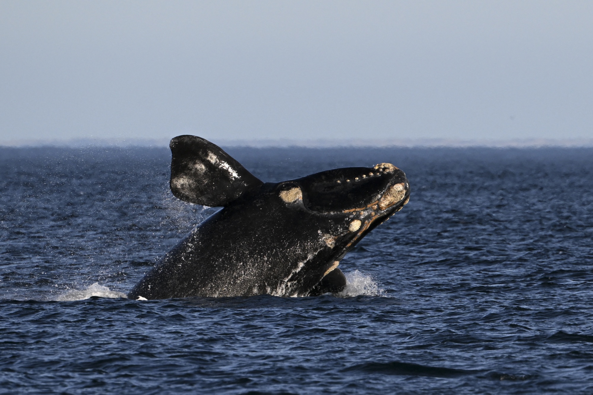 The ocean – the world's greatest ally against climate change