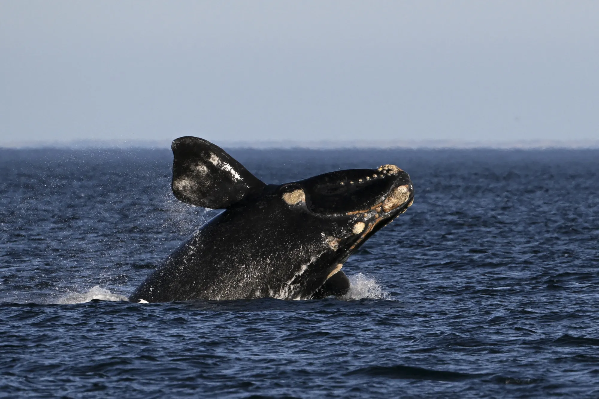 Whales Are the New Trees: Neither Will Save the Climate. - Bloomberg