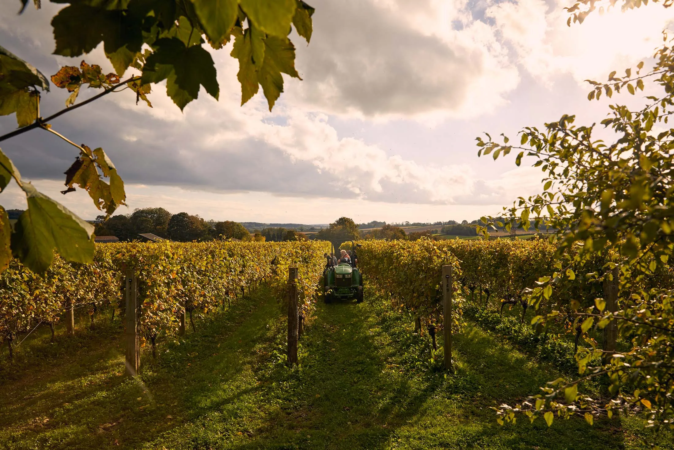 Langham Wine Estate on Oct. 12 in Dorchester, UK.