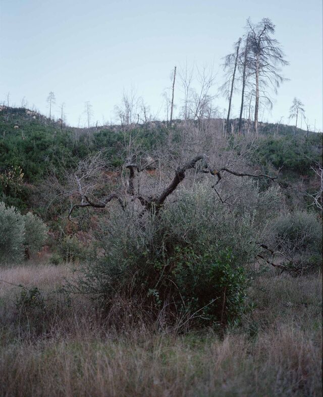 Olive tree burnt by wildfires on the Greek island of Evia