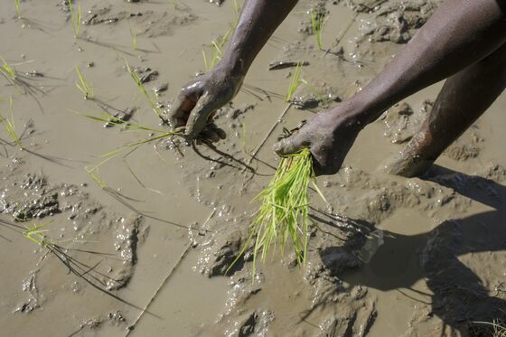 Thwarting Smugglers Leave Nigerians Counting Costs of Stony Rice