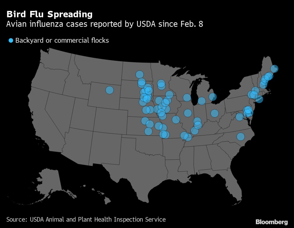 Bird Flu Is Spreading in the U.S., Threatening Chicken Exports - Bloomberg