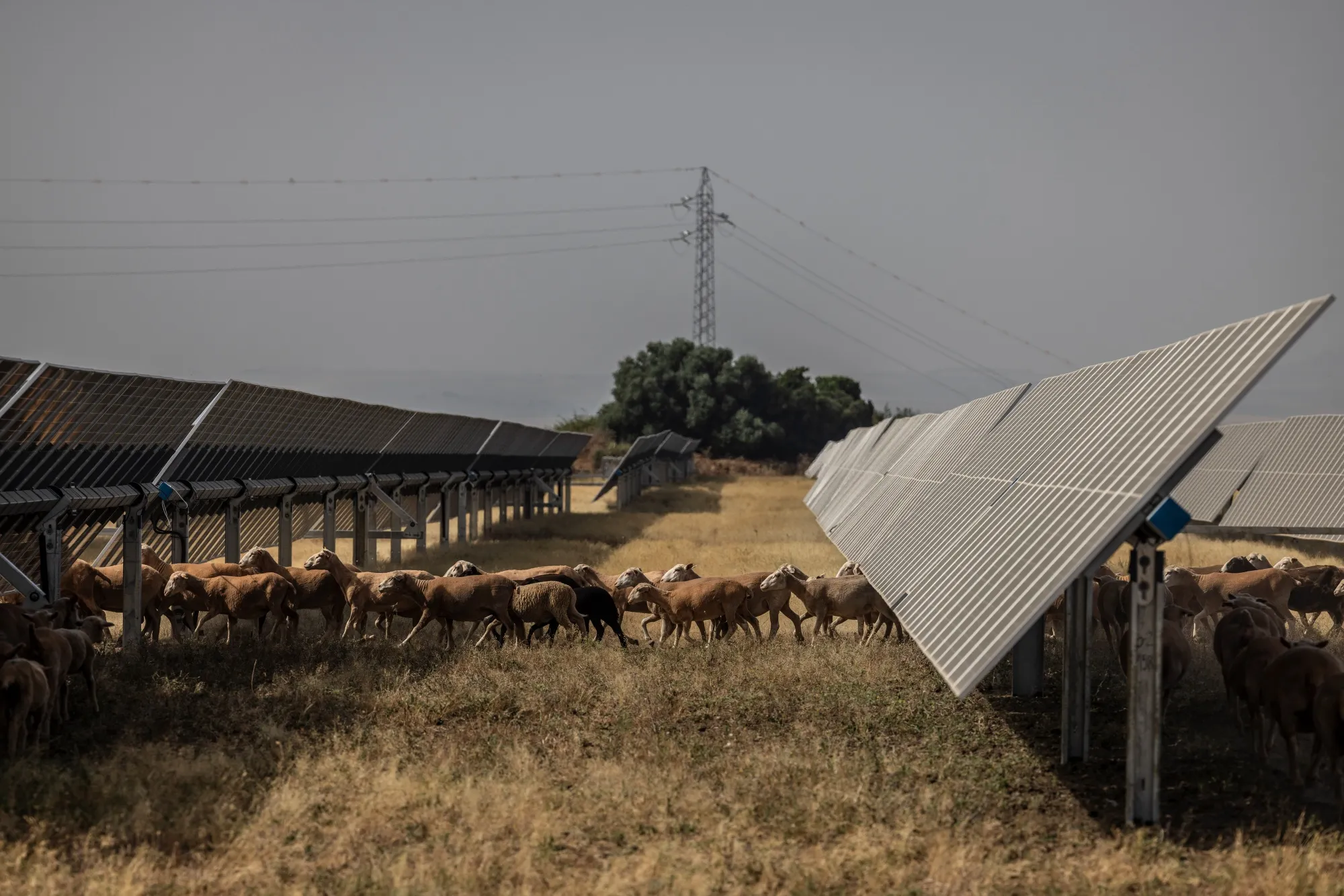 Surging solar output has driven Spain’s power prices increasingly lower.
