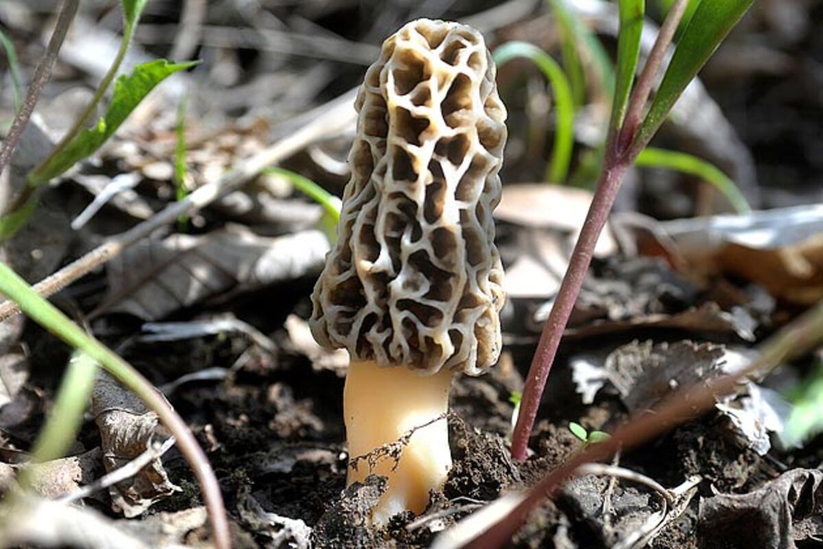 Picking Fire Morels for Fun and Massive Profit Bloomberg