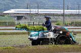 Rice Paddies During Planting Season