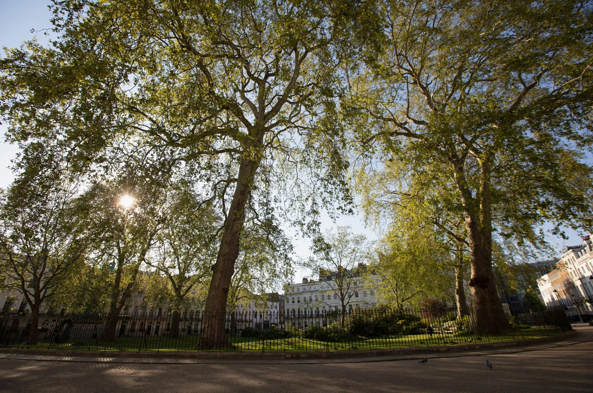 Fitzroy Square, Fitzrovia.&nbsp;