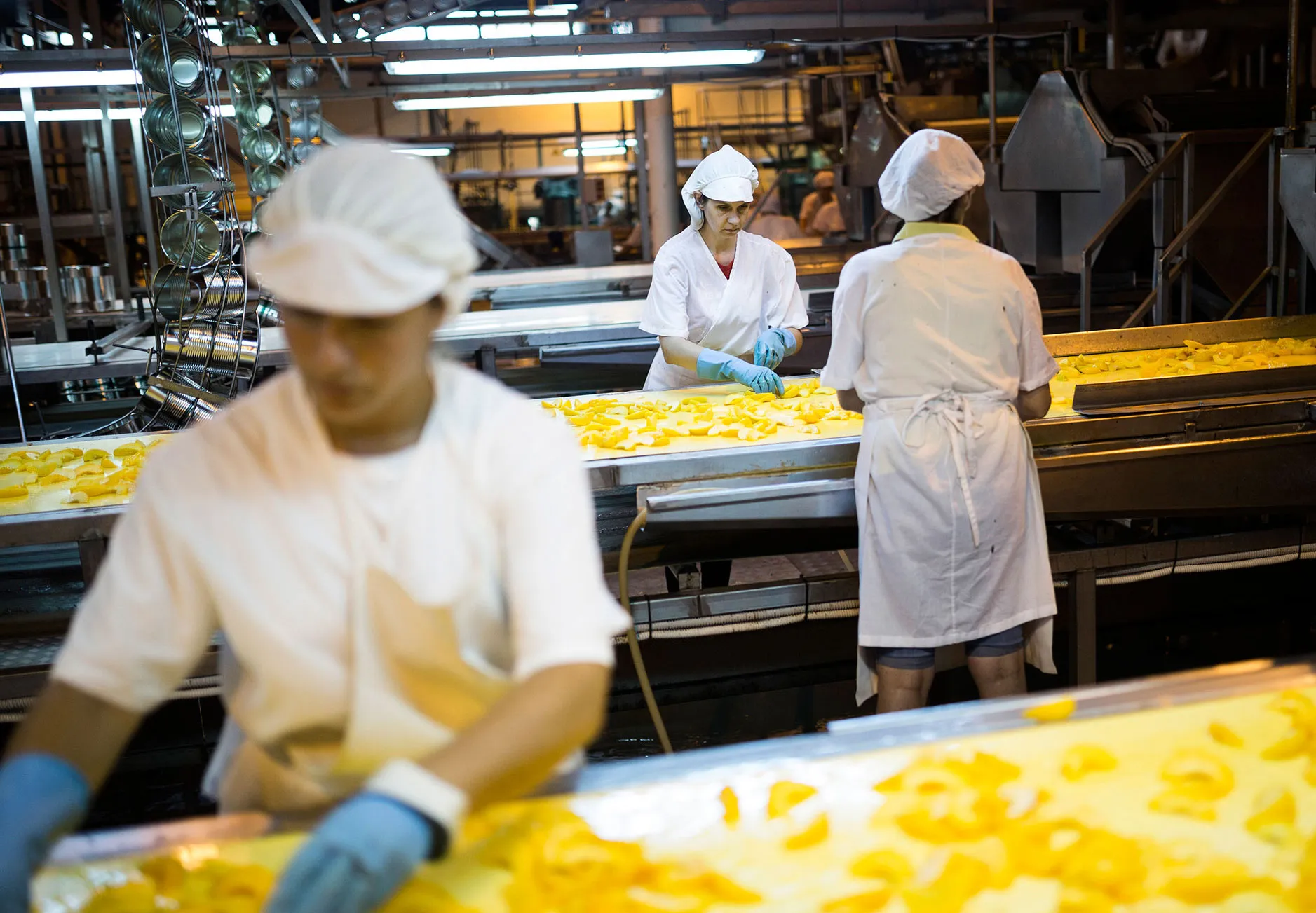Greek Peach Harvest And Canning Industry
