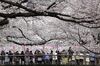 People standing on a bridge take photographs of cherry trees in bloom in Tokyo, Japan, on Friday, April 1, 2016. Japan will need economic measures in the second half of the current fiscal year after Prime Minister Shinzo Abe said the government will front-load budget spending, according to the vice president of the ruling Liberal Democratic Party of Japan.