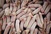 General Views Of Pig Farming At A Lehmann Bros. Farm LLC