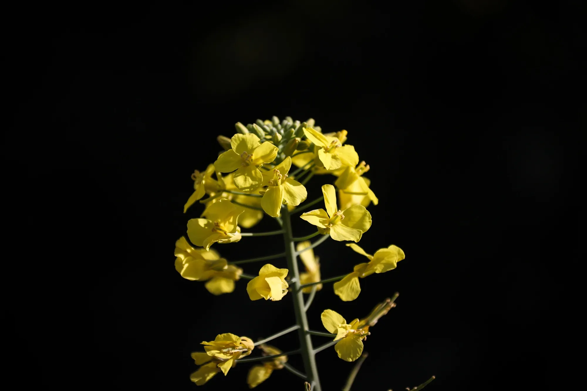 Canada is the world’s top producer of canola, a genetically-modified crop used in everything from deep-frying to salad dressing.