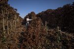 A farmer cuts down coffee plants destroyed by frost during extremely low temperatures near Caconde, Sao Paulo state, Brazil, on Aug. 25.