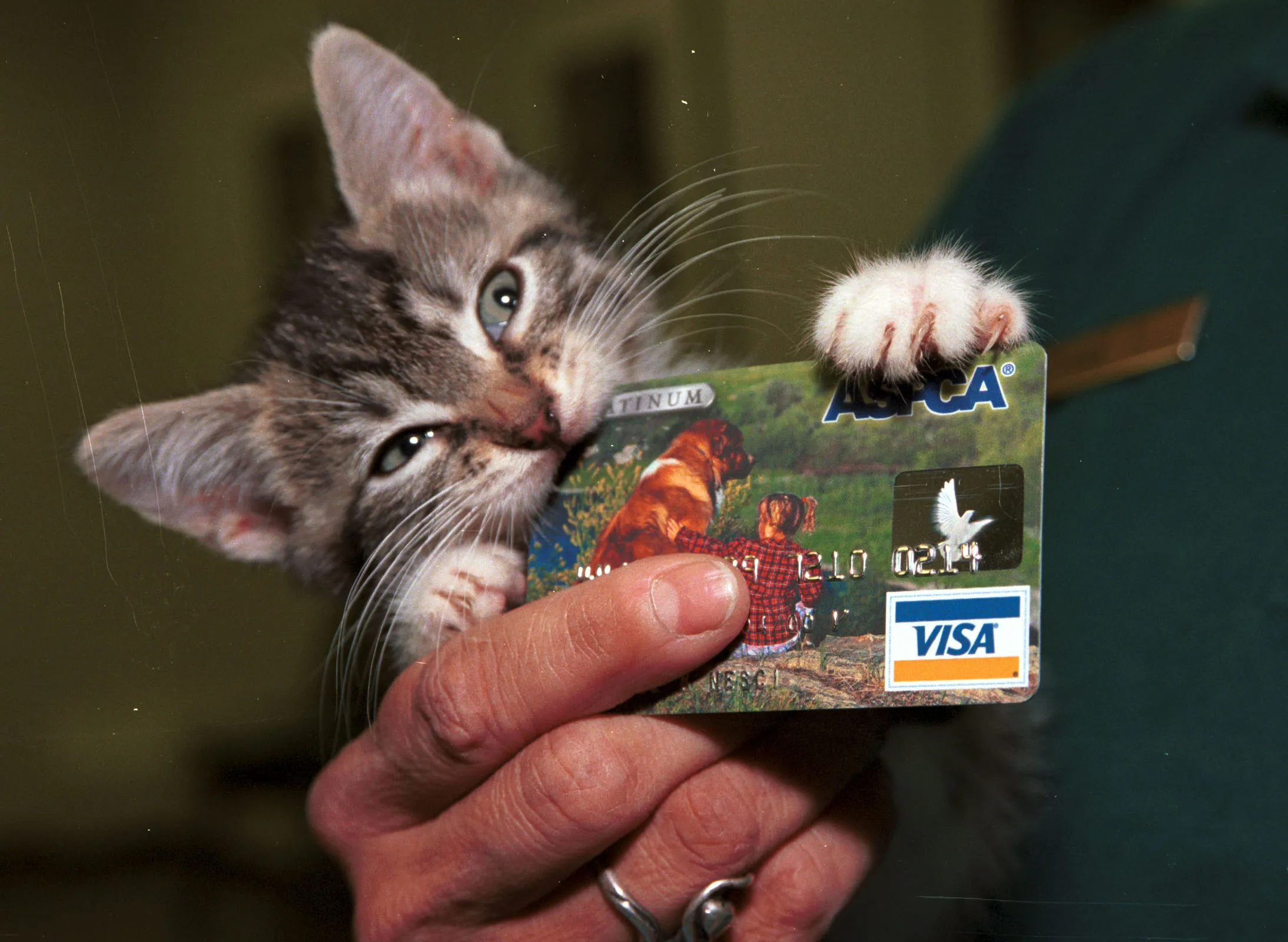 Having a pet could take a bite out of your family’s finances.&nbsp;