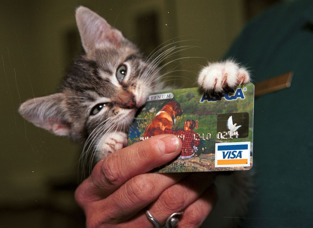 Private Equity Survives Its UK Veterinary Examination