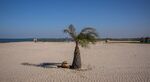 A dog rests on a beach in Cape Point, Gambia. 