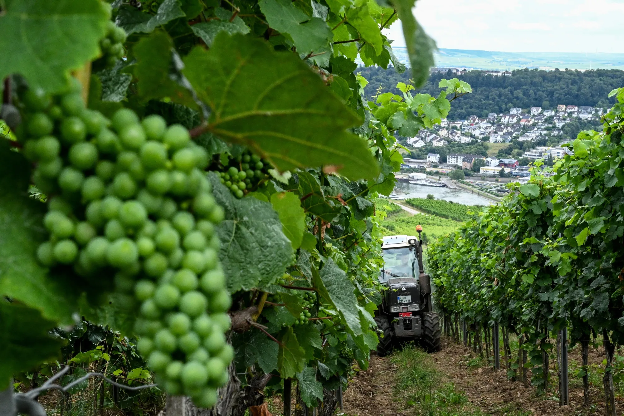 Grapes growing in a vineyard in Ruedesheim am Rhein, Germany.