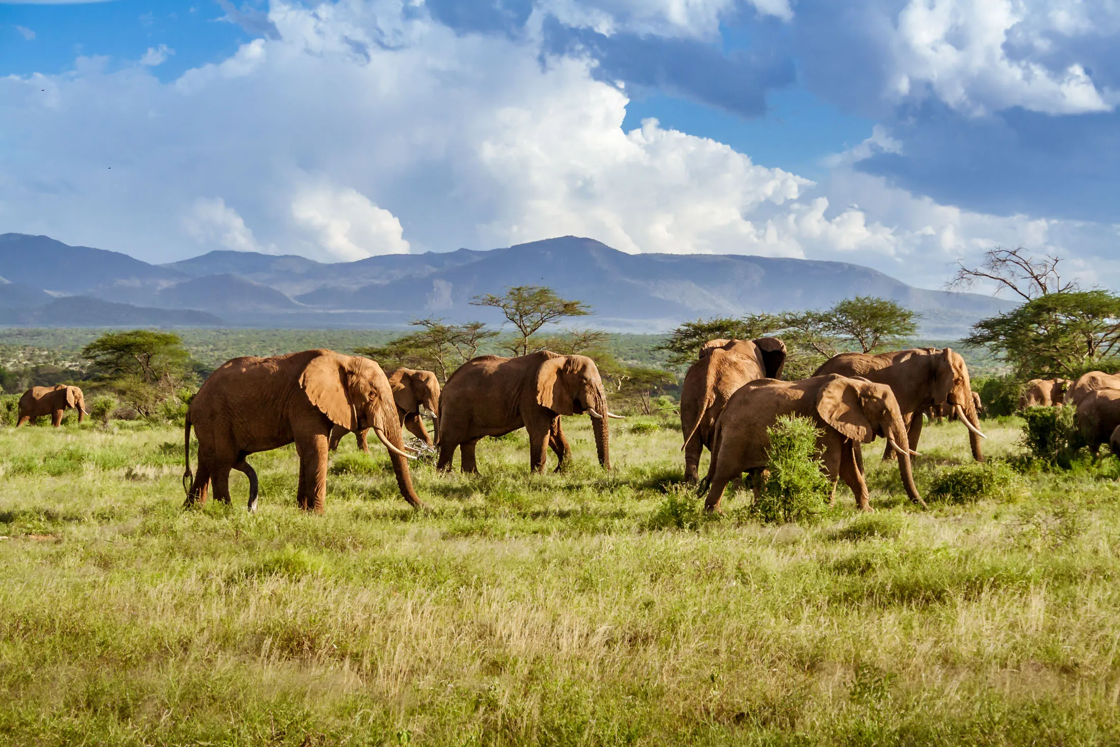 Herd of elephants in the african savannah