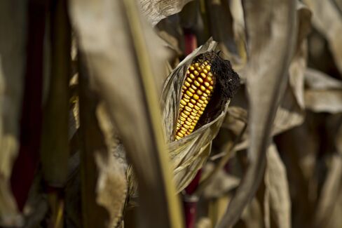 Corn