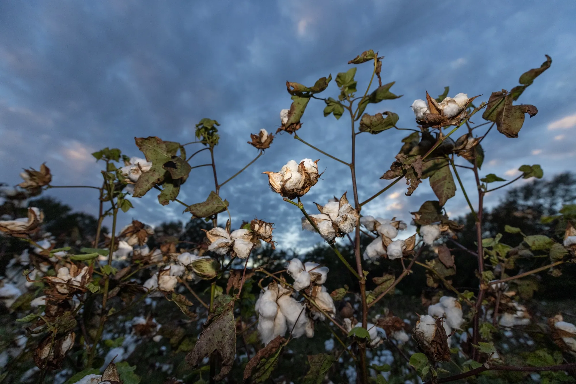 Cotton seed grows at a farm in Richland, Georgia.