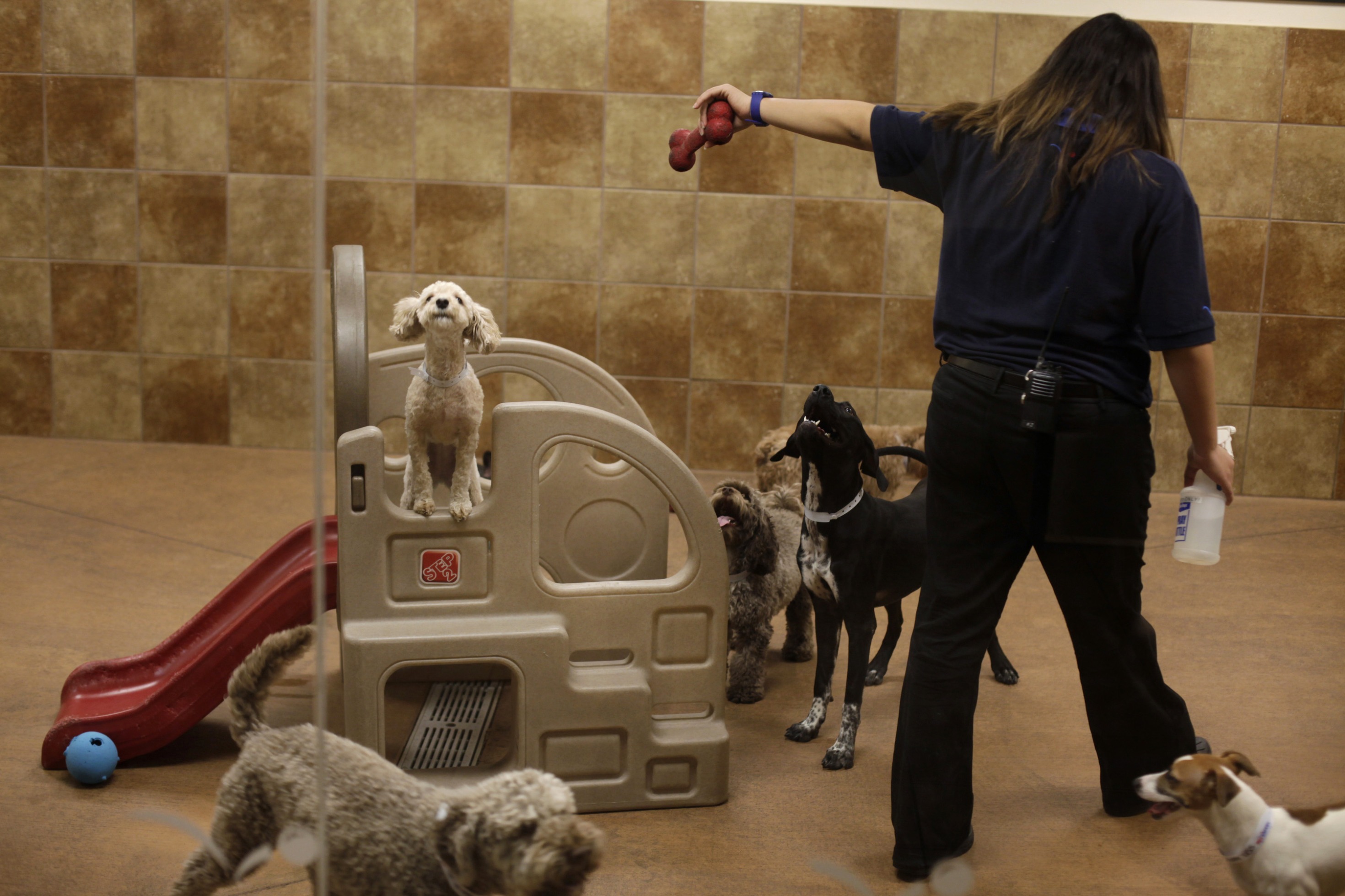 Petsmart dog hot sale daycare