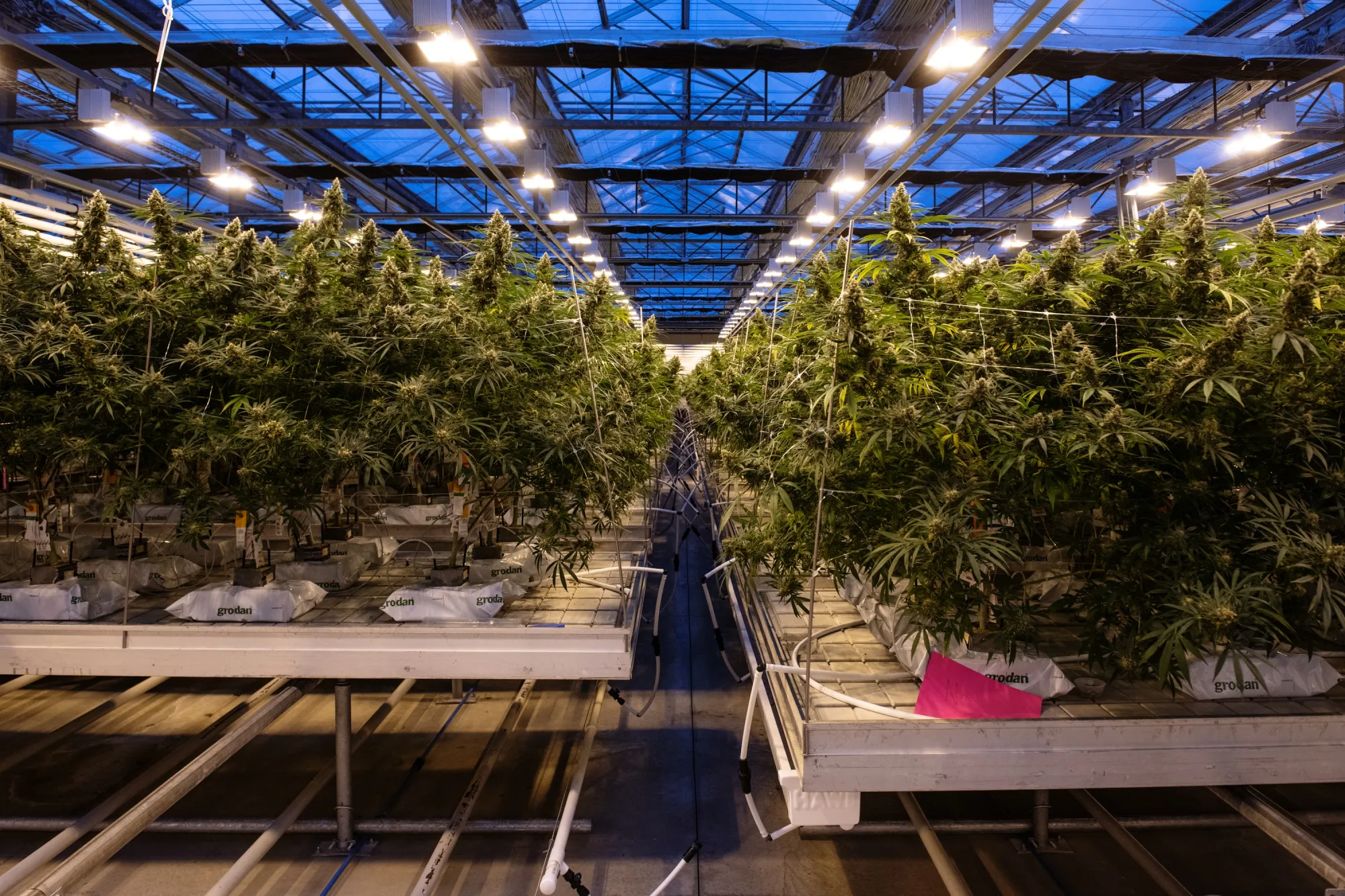 Cannabis plants grow at a&nbsp;CannTrust production facility in Fenwick, Ontario, Canada.