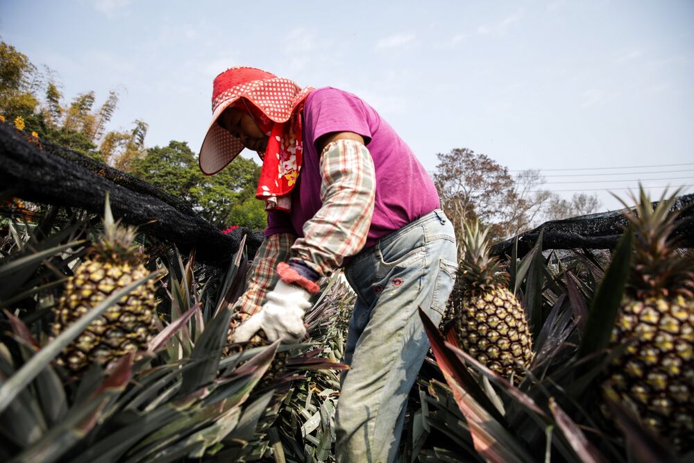 A farmer harvests pineapples at a plantation in Nantou County, Taiwan.